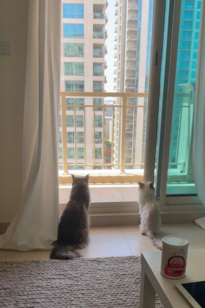 Pixie and Cookie, cats, together with turtes Donatello and Raphael, from Thônex, Switzerland to Dubai, UAE, Swiss WorldCargo