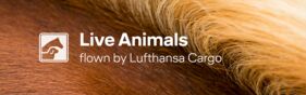 Lufthansa Cargo Animal Lounge Frankfurt Germany dogs cats pets zoo animals transit FRA