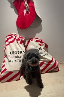 Toy Poodle, Zug, Switzerland to Sydney, Australia, relocation with dog to Australia, Mickleham quarantine, Global pet relocations, coperate relocation