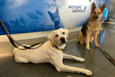 Lucky & Milo, Labrador + Schäfermischling, zwei Hunde reisen von Zürich Schweiz nach Tokio Japan mit Swiss World Cargo, Auswandern mit Hunden