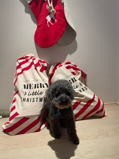 Toy Poodle, Zug, Switzerland to Sydney, Australia, relocation with dog to Australia, Mickleham quarantine, Global pet relocations, coperate relocation