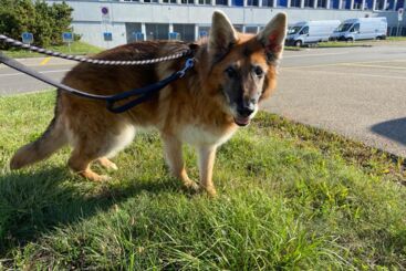 Moving Animals, Tiertransporte, mit einem Hund in die Schweiz umziehen