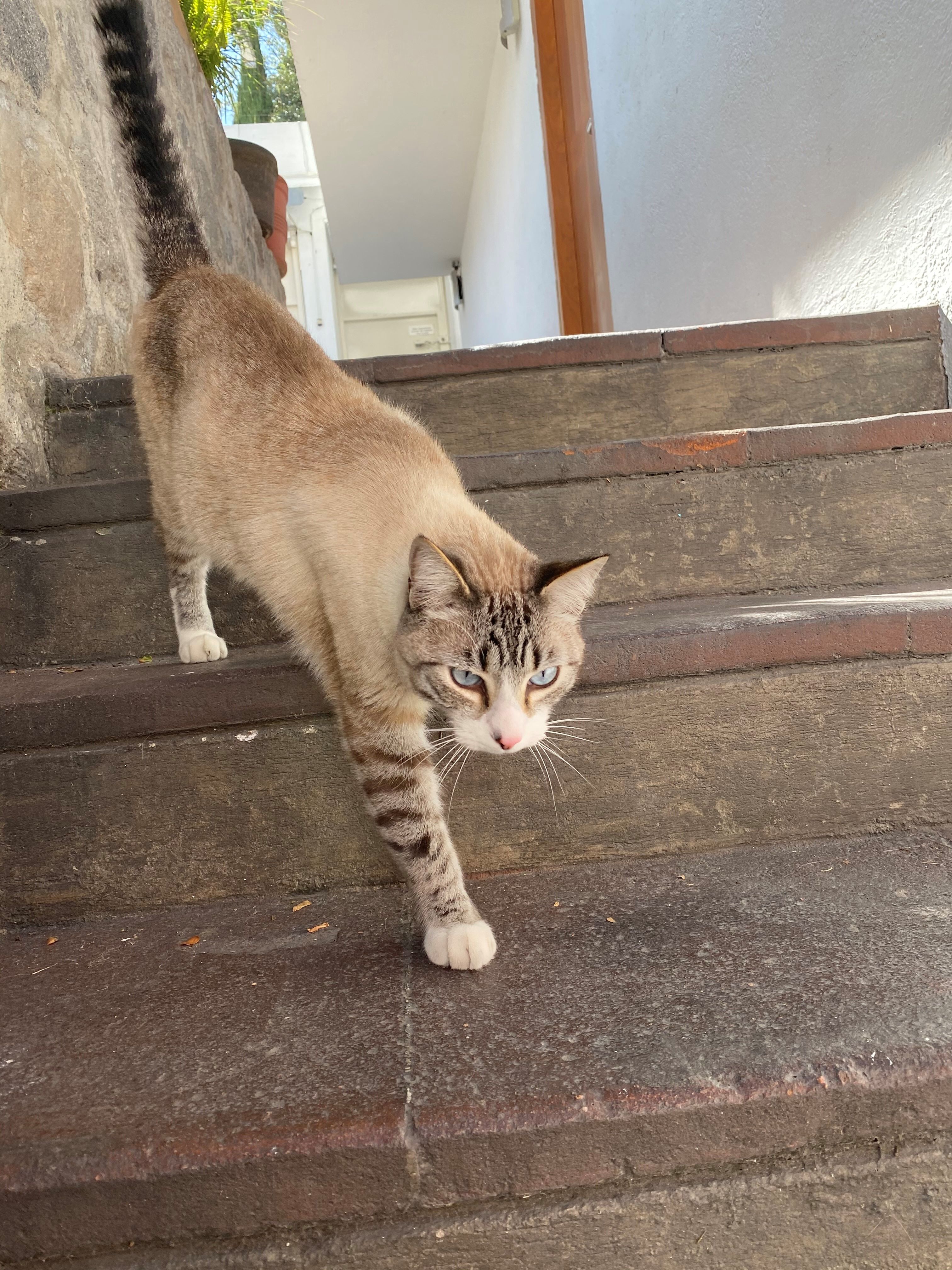 Domestic Shorthair cat, MovingAnimals, Pet transport, Pet travel, Animal transport