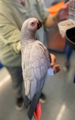 African Grey Parrot to travel from Ukraine via Switzerland to Canada, flying parrots, Zurich Toronto, CITES permits