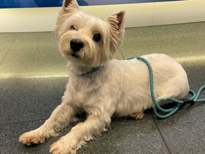 West Highland White Terrier, Moving Animals Airport Zurich, Moving Animals Airport Geneva, Animal Transport