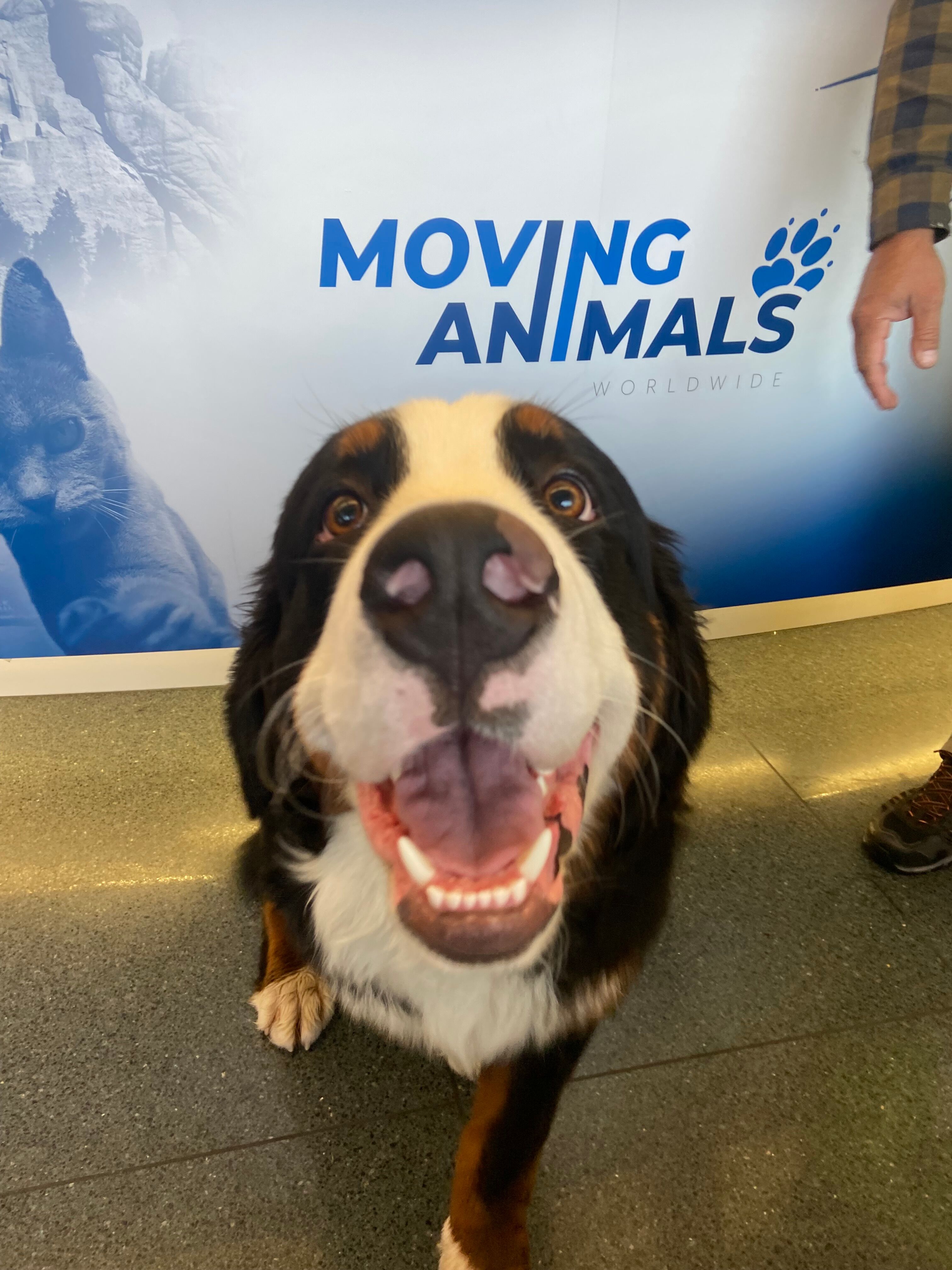 Bernese Mountain Dog, Moving Animals Airport Zurich, Moving Animals Airport Geneva, Animal Transport