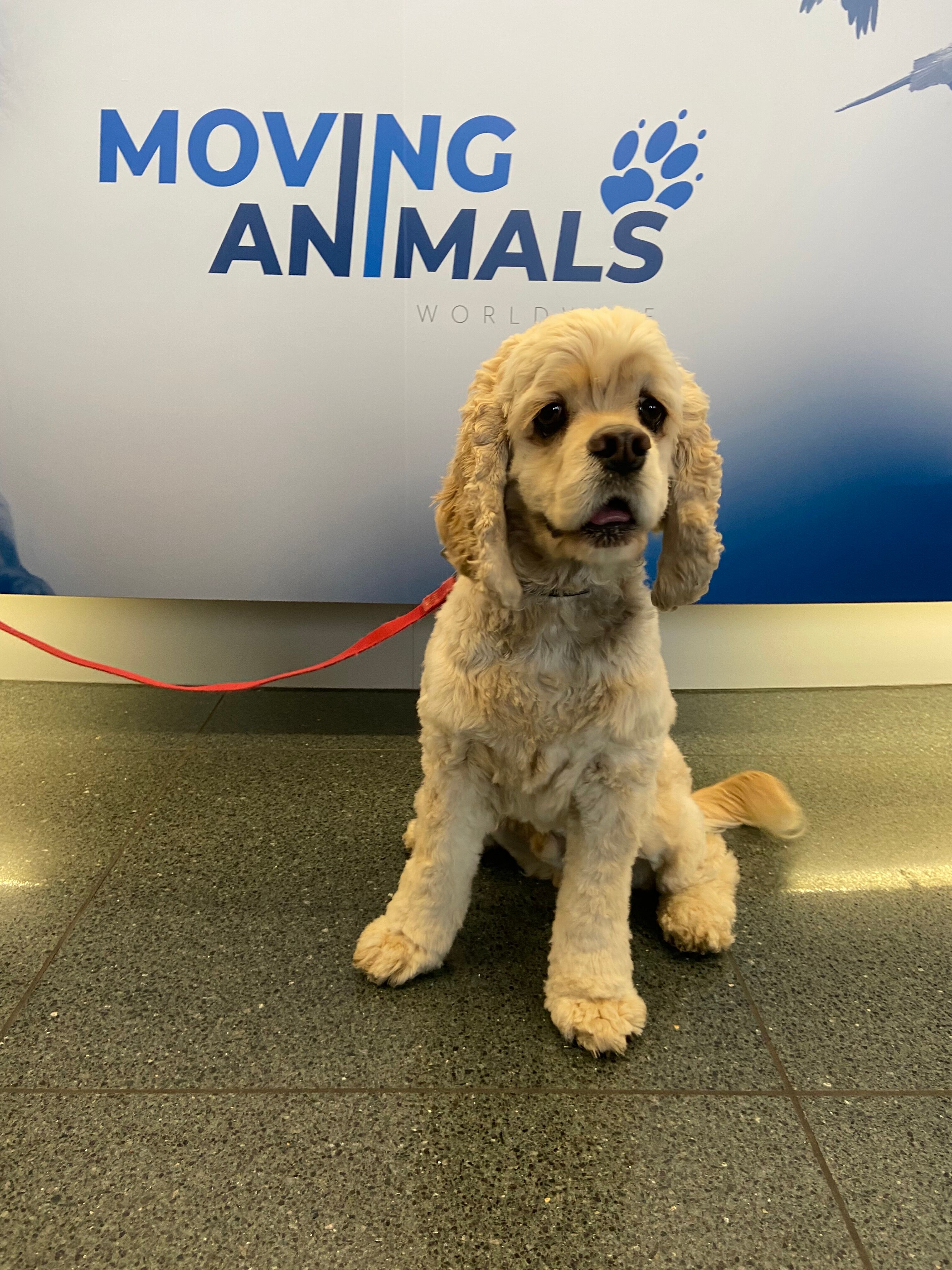American Cocker Spaniel to fly from Zurich to Dubai, MOCCAE import permit for dogs to enter Dubai, UAE, manifested cargo bookings for dogs into Dubai DXB