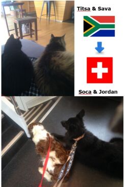Zwei Hunde und zwei Katzen ex Südafrika in die Schweiz