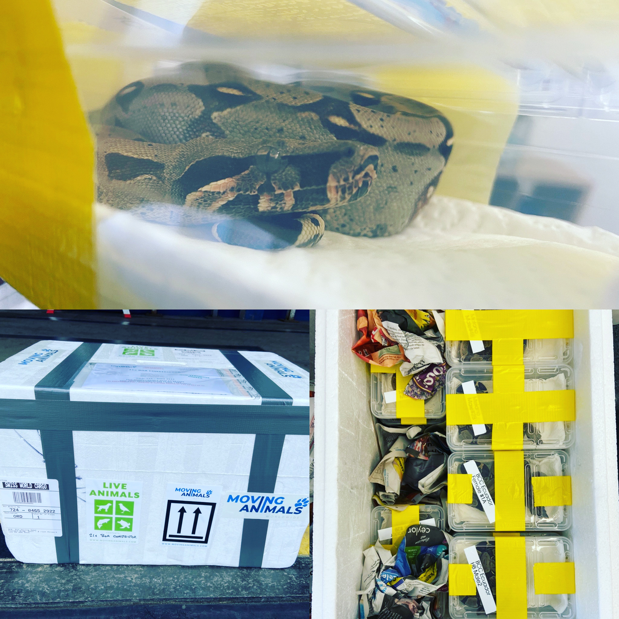 Boa Constrictor snakes from Zurich, Switzerland to Chicago, USA ZRH ORD plane aircraft cargo CITES animals
