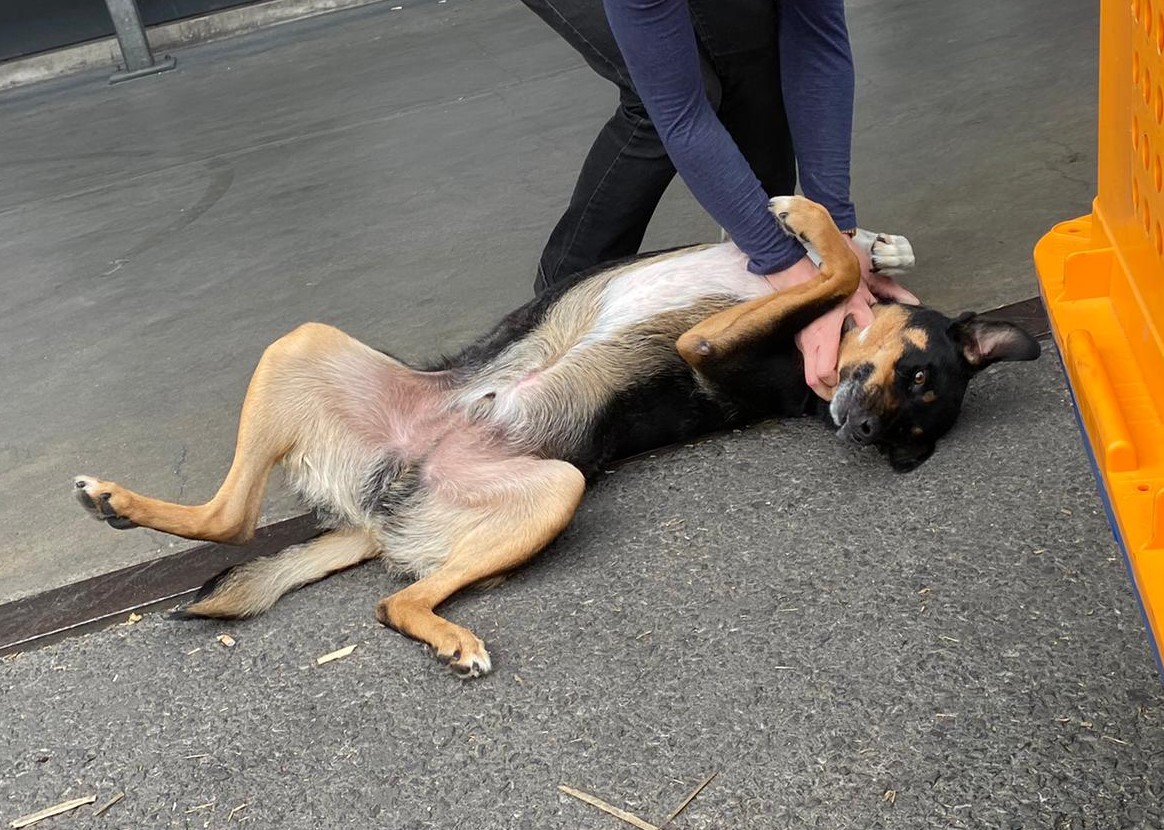 Ace Genf Schweiz Kelpie Mischling Hund bei der Ankunft am Genfer Flughafen