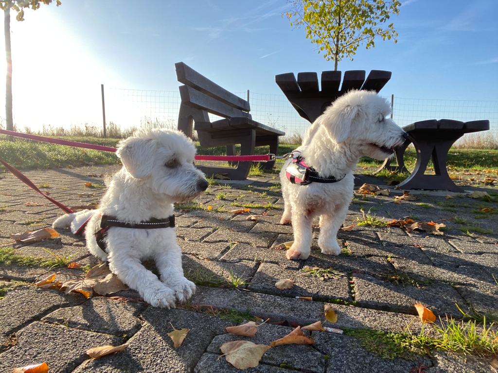 Coton de Tulear, Chastre, Belgium to Beijing, China, pet relocation, pettravel, petmoving, relocation, travelling with dogs,
