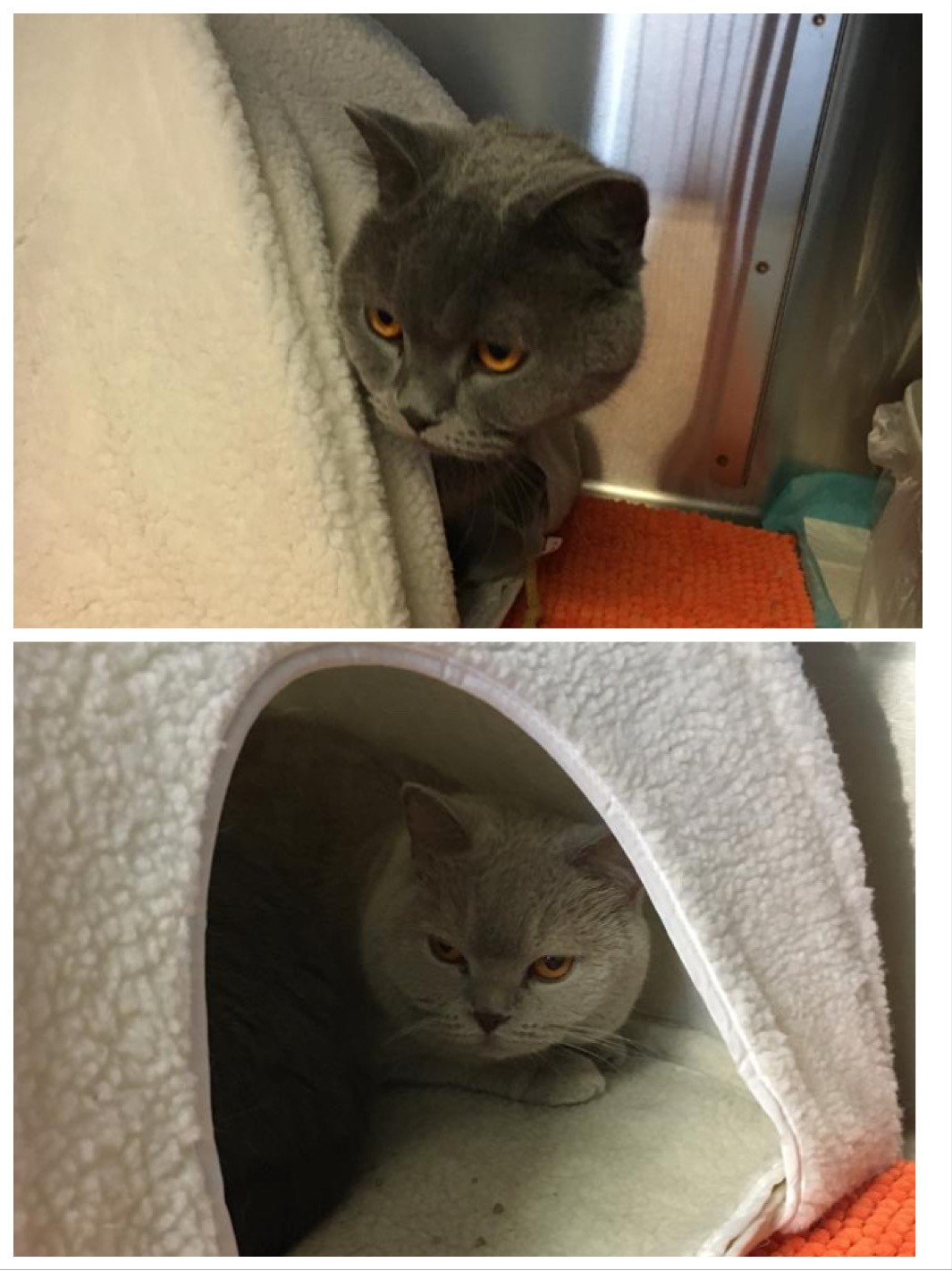 Bailey & Roxie, British Shorthair cats travel airport airplane cargo relocation export import melbourne australia quarantine mickleham 10 days sydney mel syd pet relocation pet moving move movers petmoving animaltravel pets on board