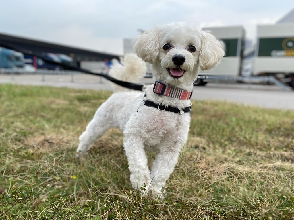 Maltipoo, Moving Animals Airport Zurich, Moving Animals Airport Geneva, Animal Transport