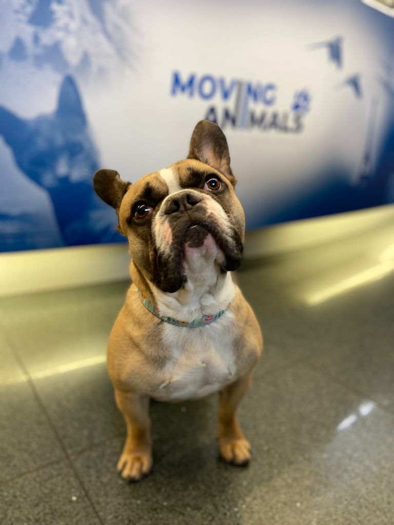 Wie kann ich meinen flachschnäuzigen Hund per Flugzeug transportieren? Wie reise ich mit einer Französischen Bulldogge von der Schweiz in die Vereinigten Arabischen Emirate? Flugtransport mit Bulldoggen.