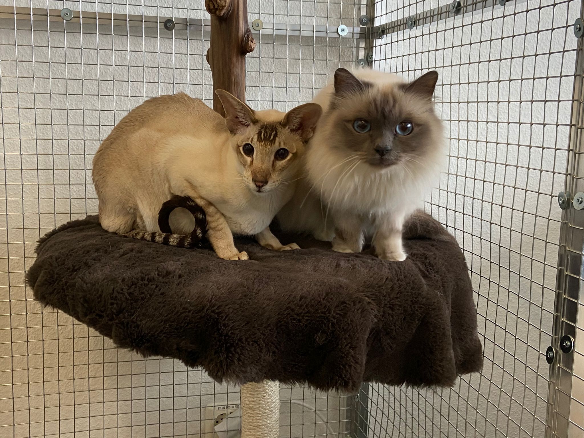 How do I transport my cats from Zurich to Dubai? Book Moving Animals today to emigrate with your cats. Travel with Siamese & Holy Burmese from Zurich Kloten to Dubai, UAE