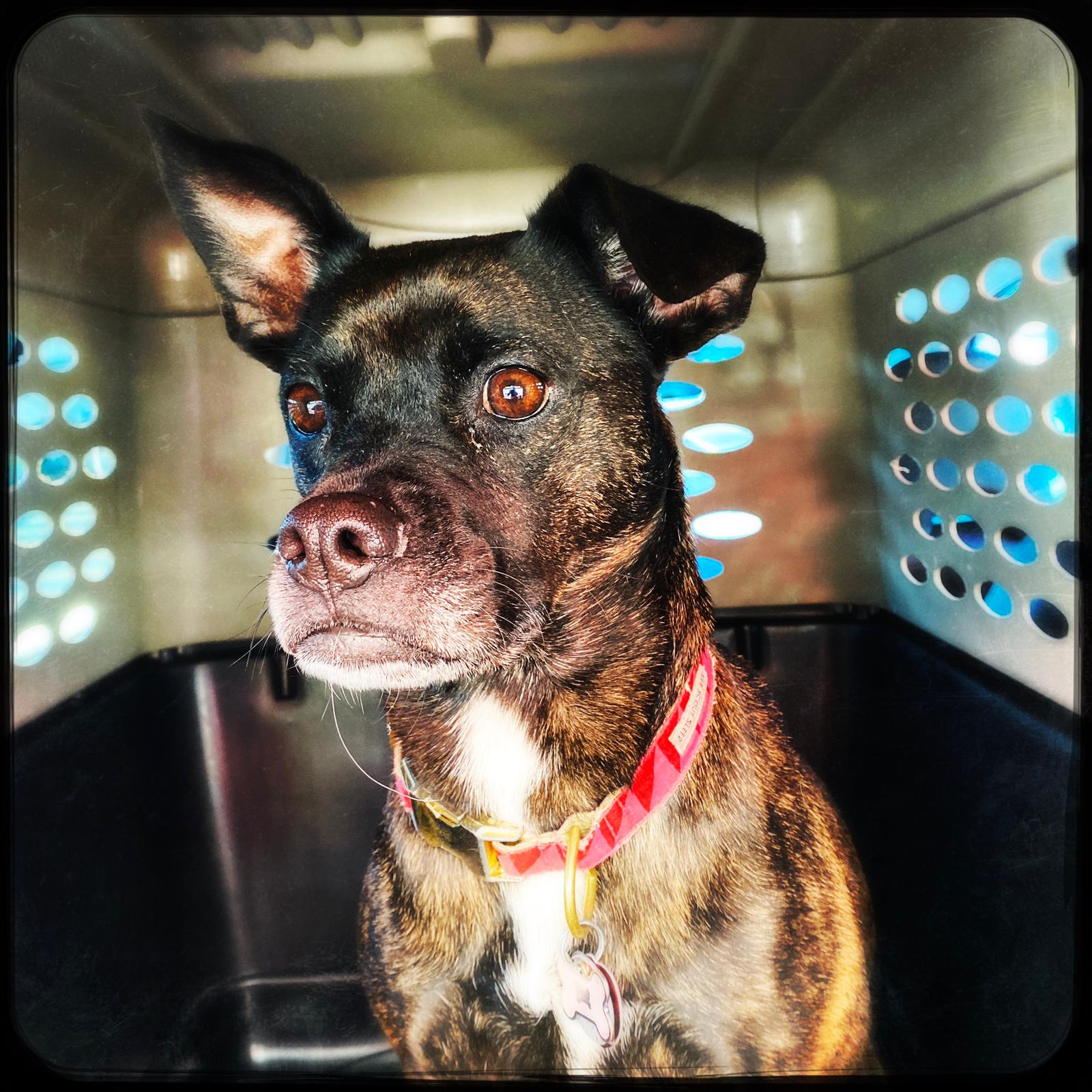 Boxer Mix travels from New York via Geneva Airport and Moving Animals takes care of the delivery to Lausanne, Switzerland, door-to-door pet relocation, animal travel services, GVA