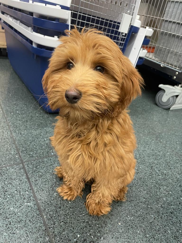 Switzerland import of a puppy from England. Labradoodle import ex Great Britain. Travelling for puppies on a plane.