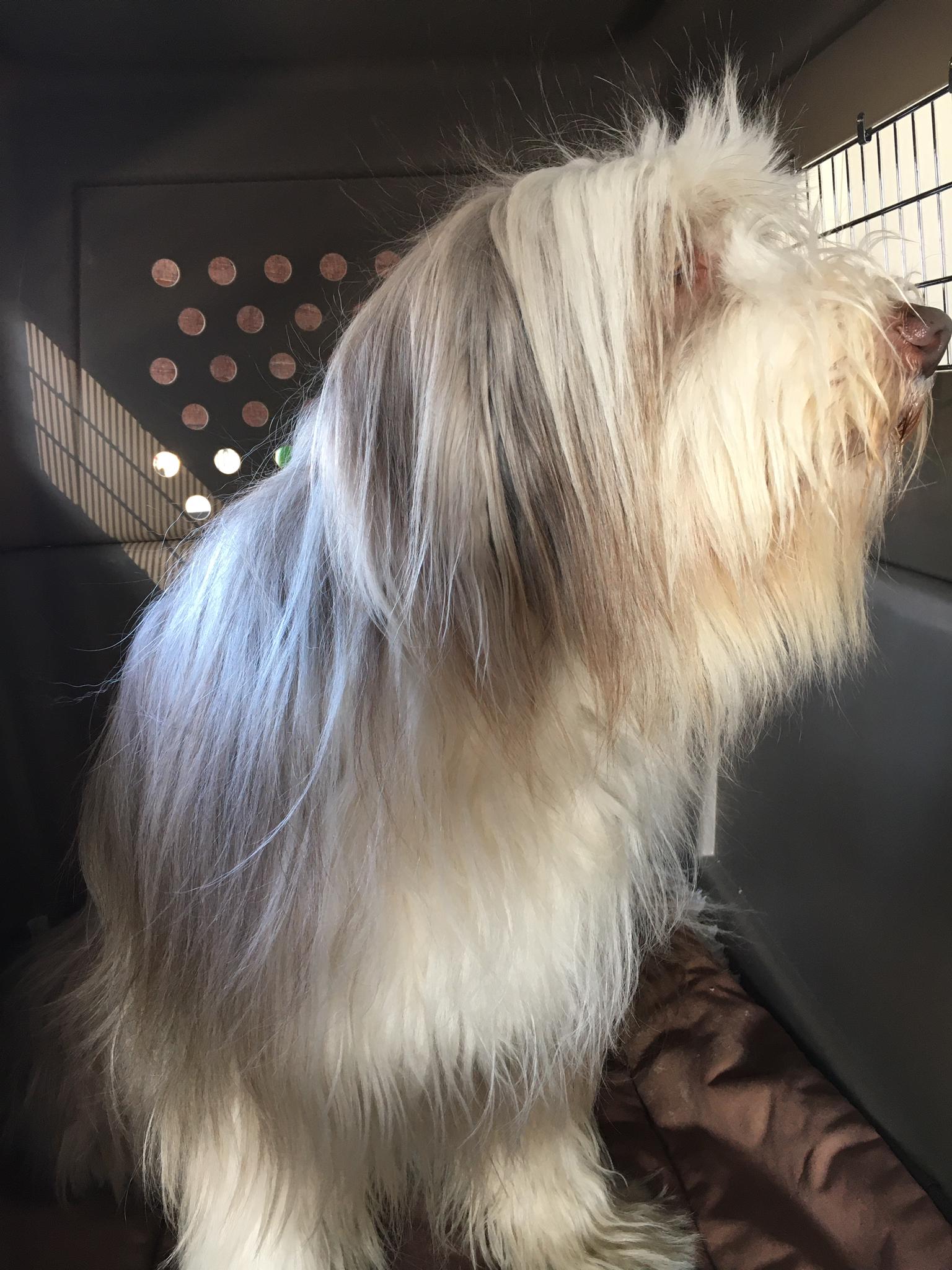 Bearded Collie, Moving Animals Zurich Airport, Moving Animals Geneva Airport, animal transport