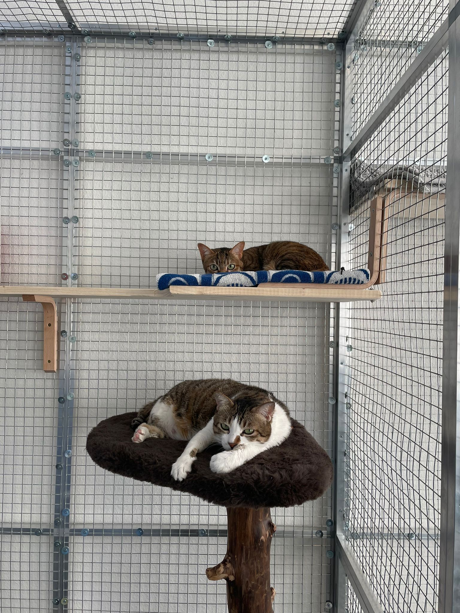 Moving Animals cares for Katy & Myiet at the Cat Lounge ZRH before their emigration from Switzerland to Hong Kong. Moving Animals cat care, all-inclusive package for pet owners with door-to-door travel.