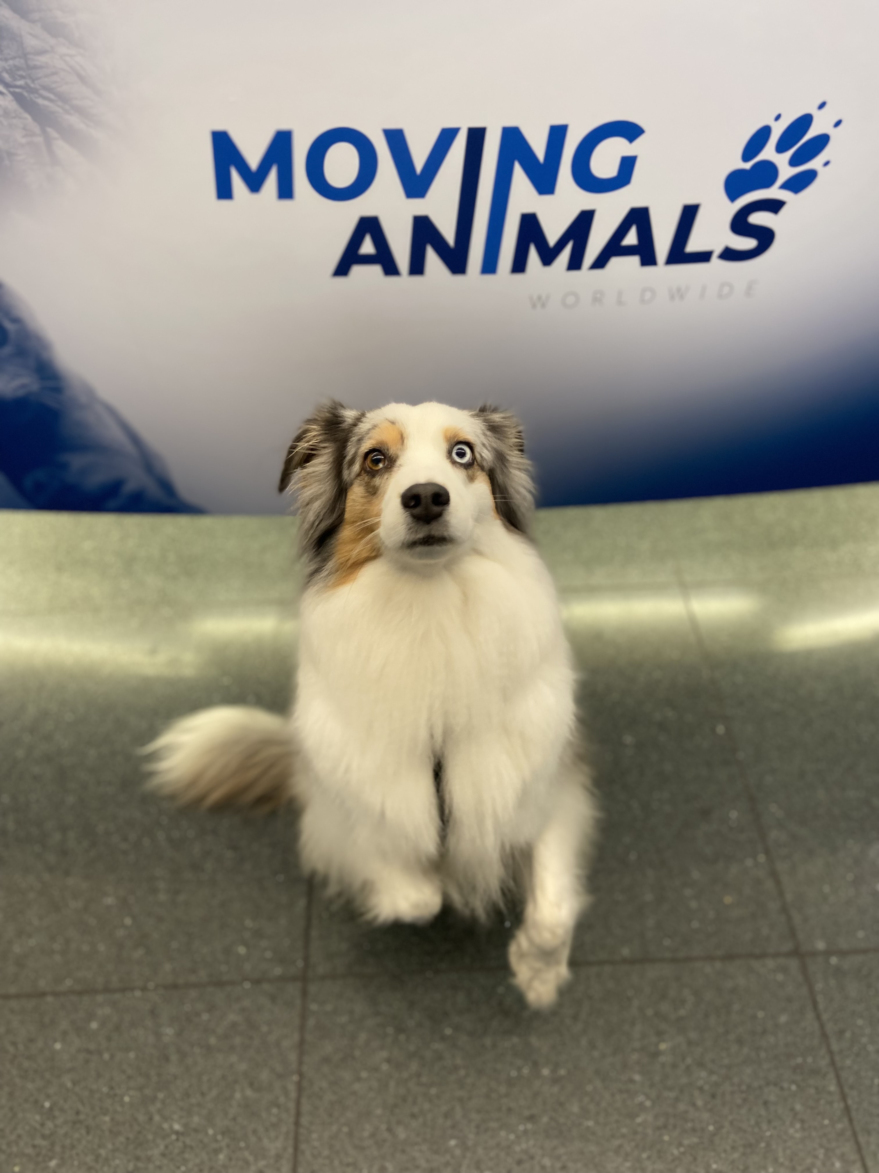 Mini Australian Shepherd reist von Zug, Schweiz nach London, England, Heathrow Animal Reception Center, Einfuhr England Hunde