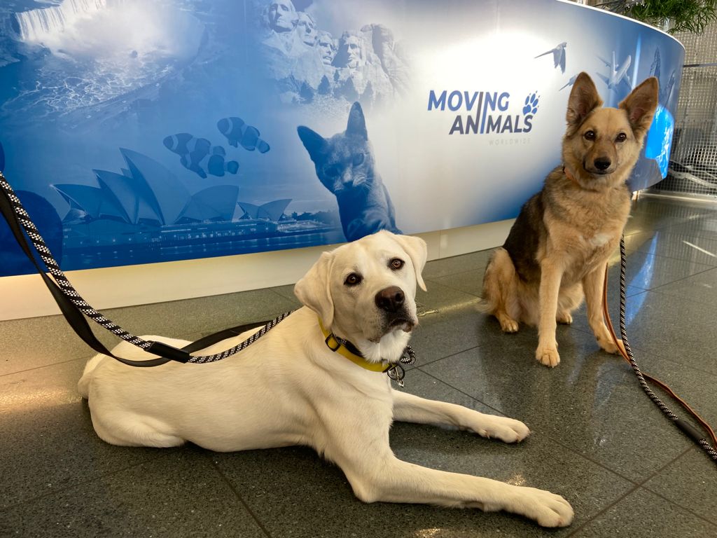 Two dogs travel on Swiss World Cargo from Zurich, Switzerland to Tokyo, Japan, relocation with dogs, global pet move with dogs, Labrador and Shepherd Mix