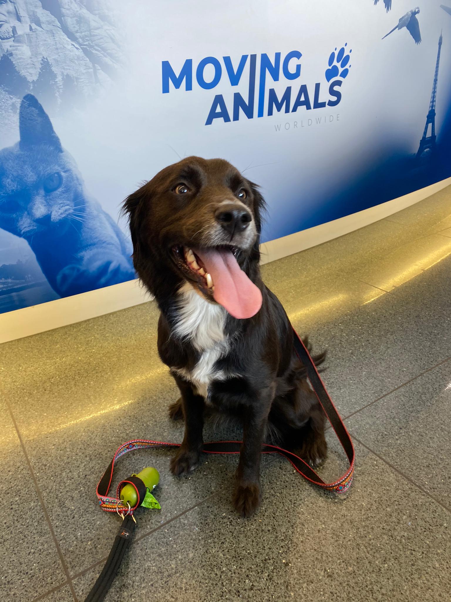 Setter and Labrador Mix, Moving Animals Zurich Airport, Moving Animals Geneva Airport, animal transport