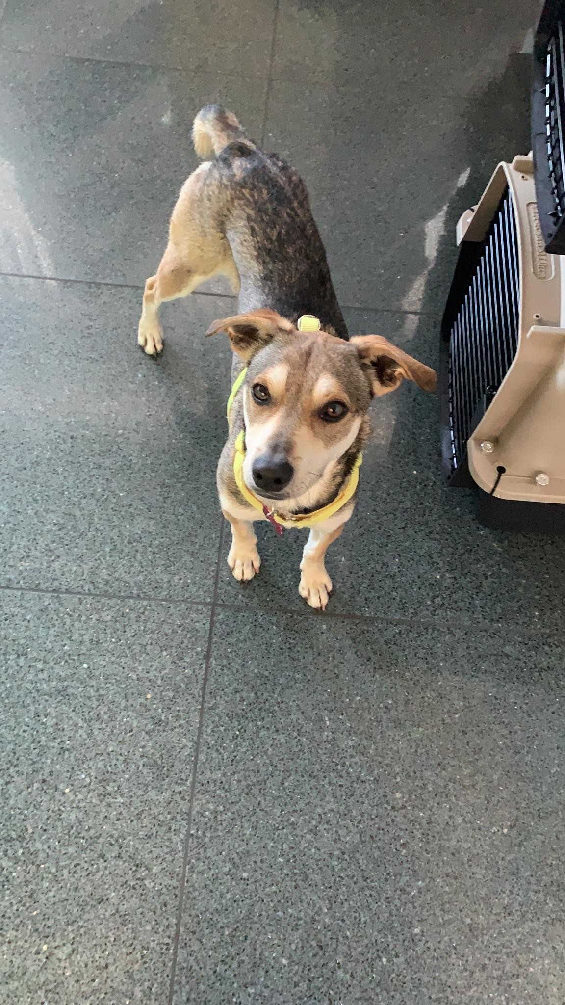 Lupi Adoptionishund Mischling von Lissabon, Portugla nach Zürich, Schweiz Frachttransport für Hunde im Flugzeug Europa