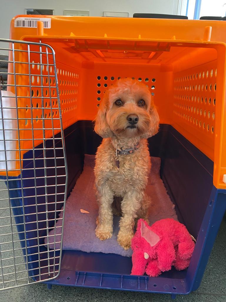 Cavoodle, Moving Animals Zurich Airport, Moving Animals Geneva Airport, animal transport