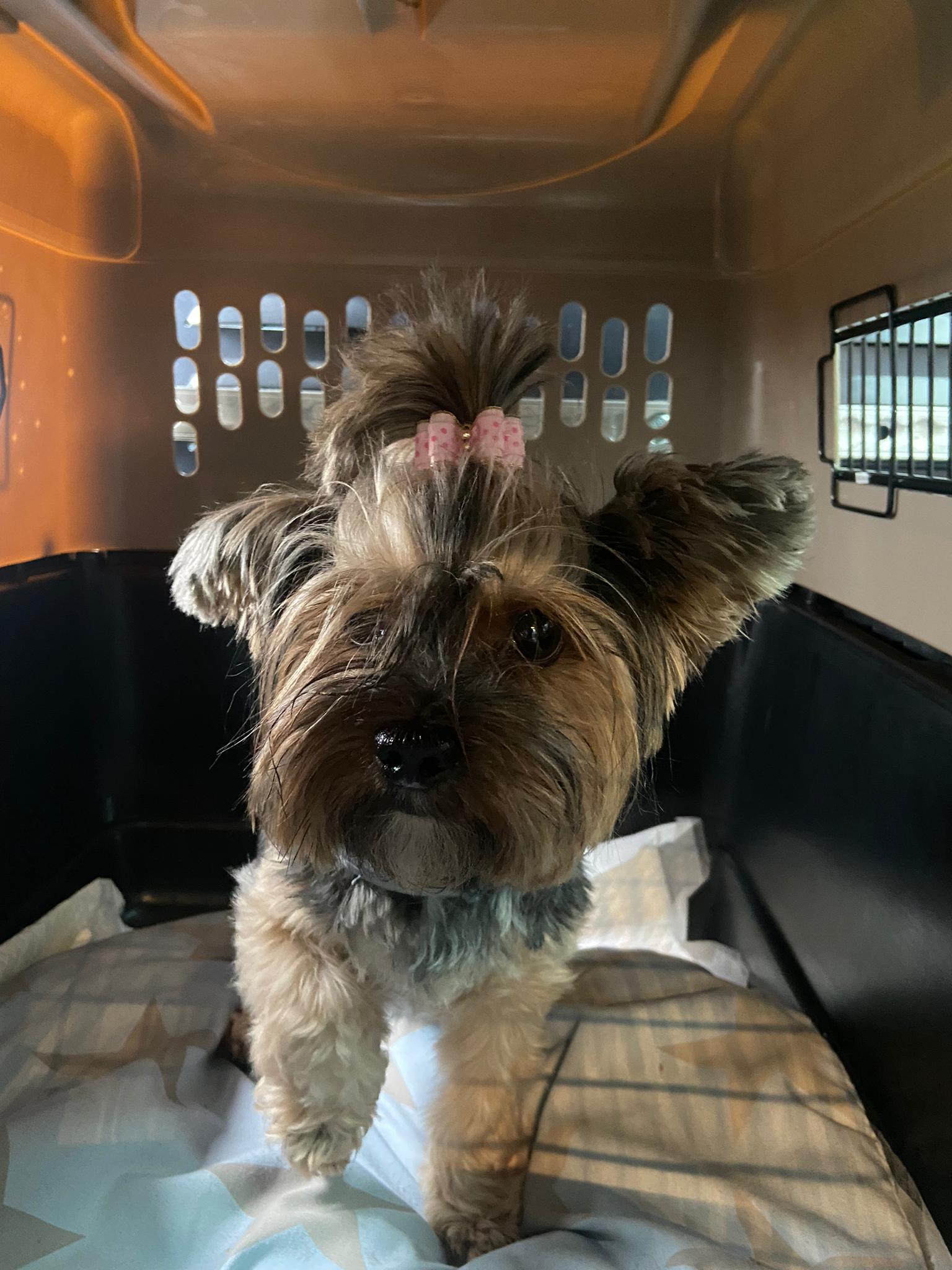 Yorkshire Terrier, Moving Animals Airport Zurich, Moving Animals Airport Geneva, Animal Transport