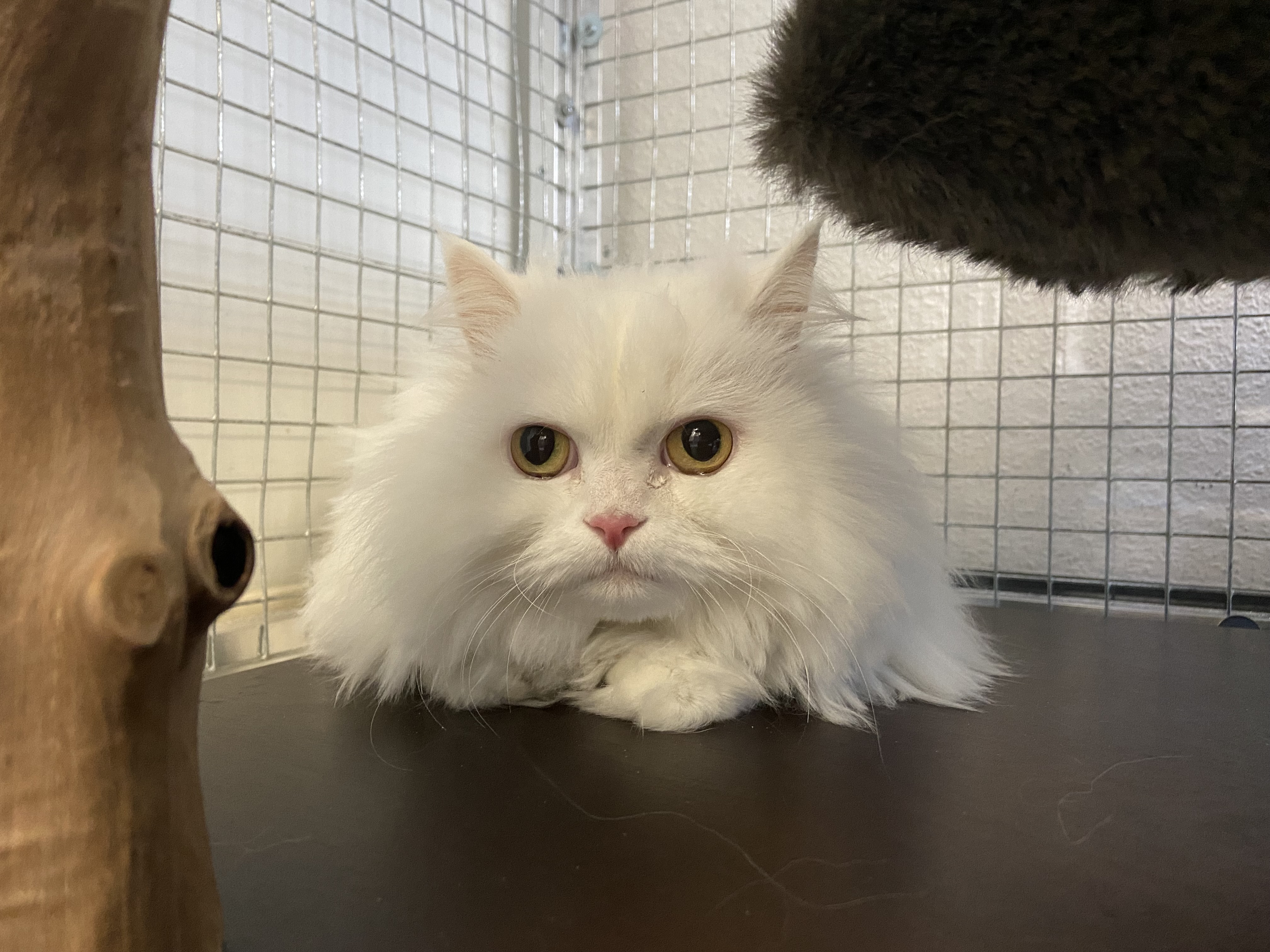 Persian cat Mimee to travel from Vevey, Switzerland to Kuala Lumpur, Malaysia, global pet relocation, pet moving services Zurich Geneva, animal travel services, cats on planes,
