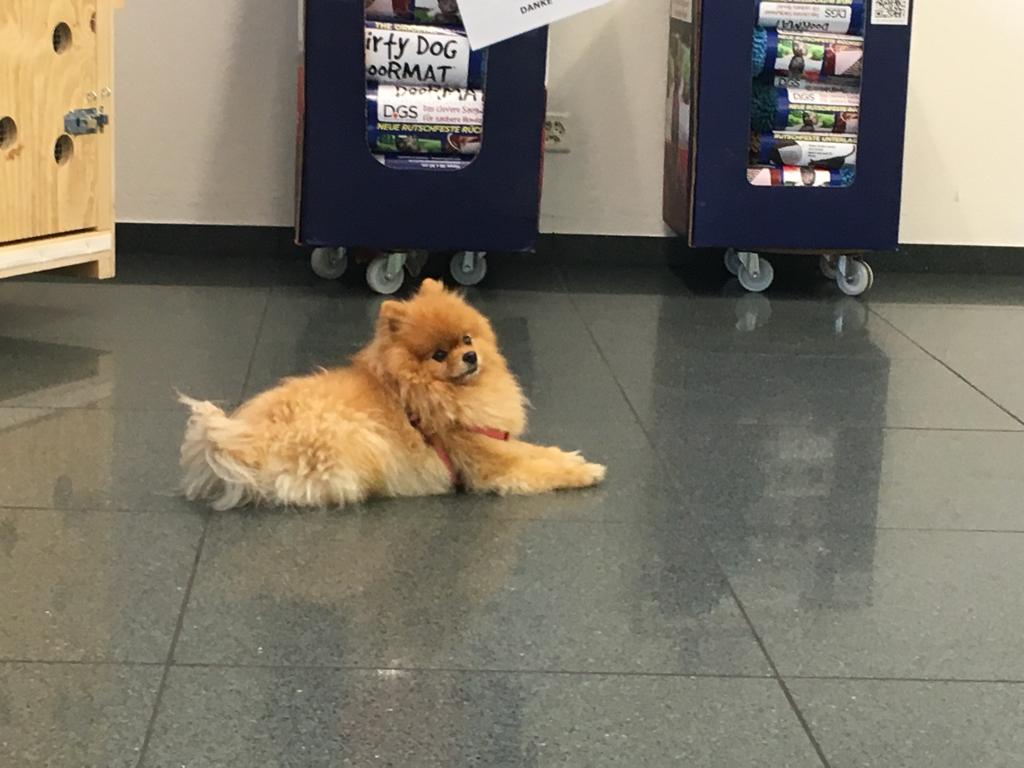 Pomeranian dog st. Moritz Switzerland Hong Kong pettravel petrelocation animal travel global worldwide zrh hkg gva bsl