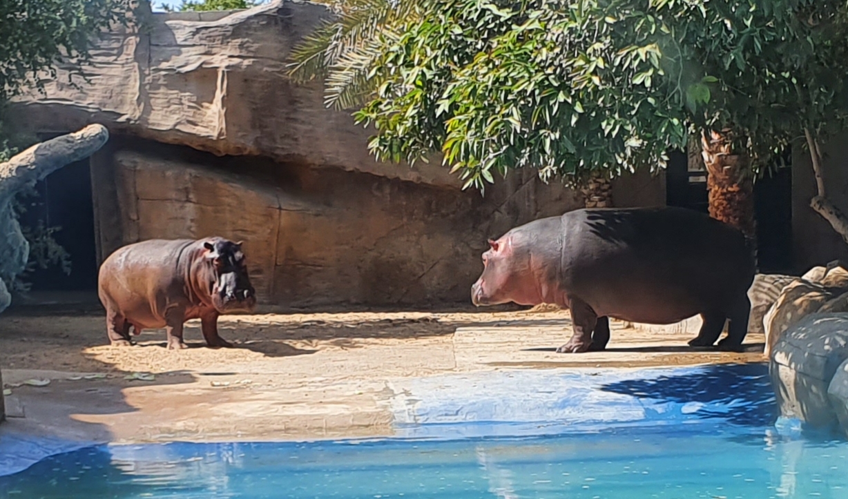 Hippopotamus, zoo animal transport, transport for breeding program, hippo on airplane