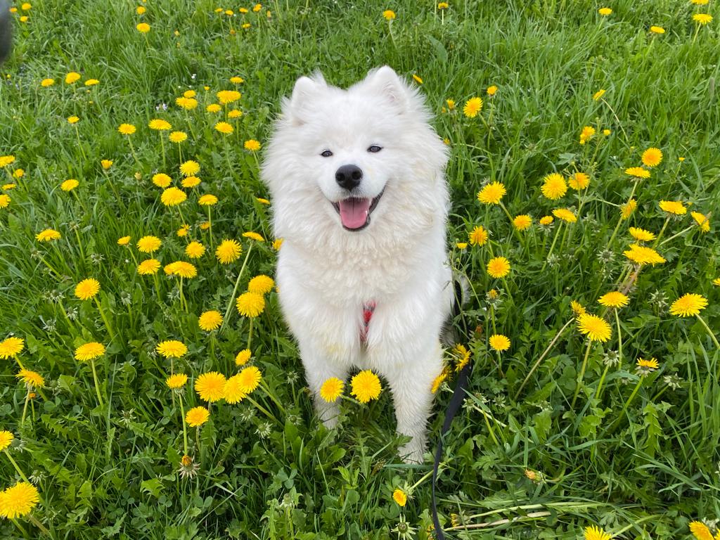 Samoyed puppy import from Irkutsk, Russia via Geneva-Airport GVA, with clearance and delivery to Einsiedeln, Switzeralnd, petmoving petrelocation animalmoving movinganimals pettravel, puppytravel