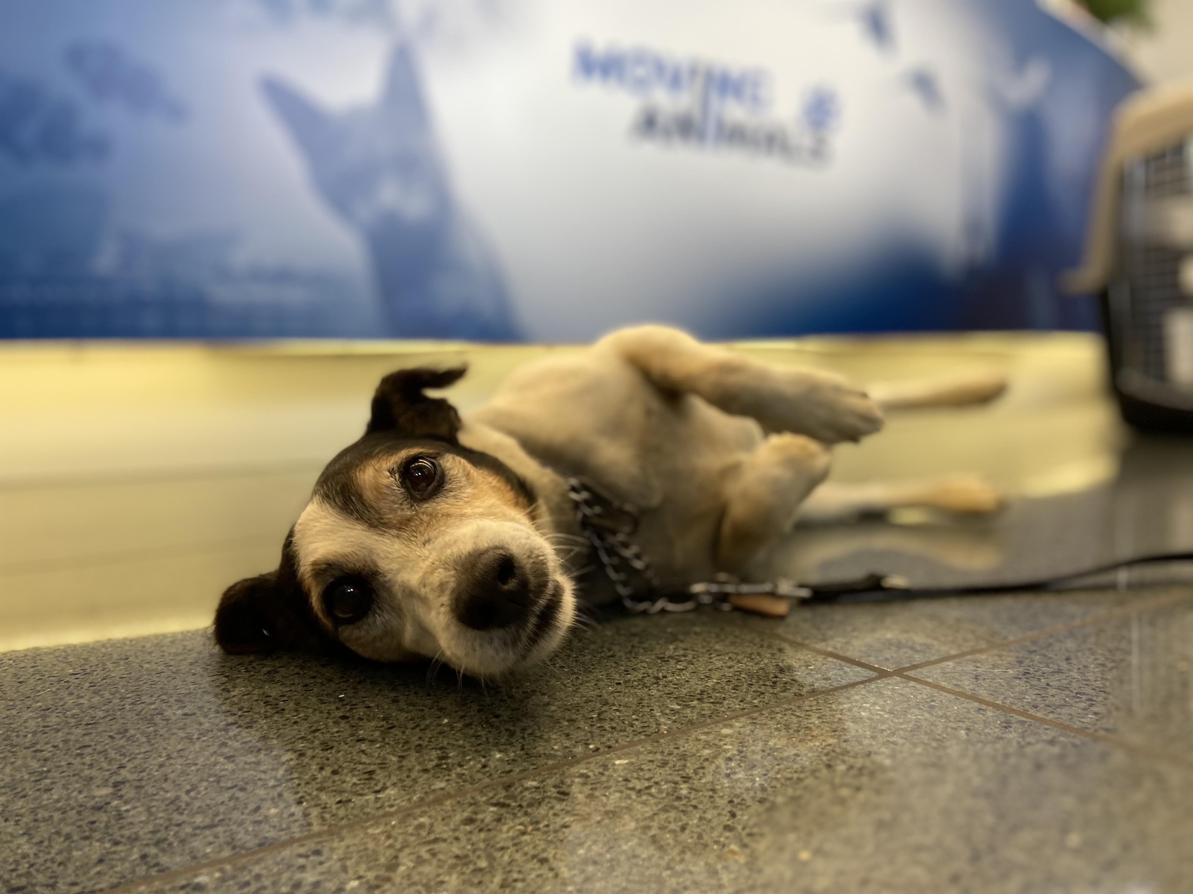 Jack Russell Terrier, Moving Animals Airport Zurich, Moving Animals Airport Geneva, Animal Transport