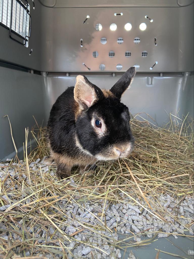Romeo, rabbit from New York USA to La Conversion Vaud Switzerland, rodents travel by air modified Vari Kennel Box airplane cargo