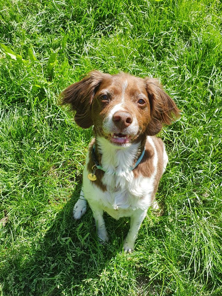 Brittany Spaniel, Moving Animals, pet travels