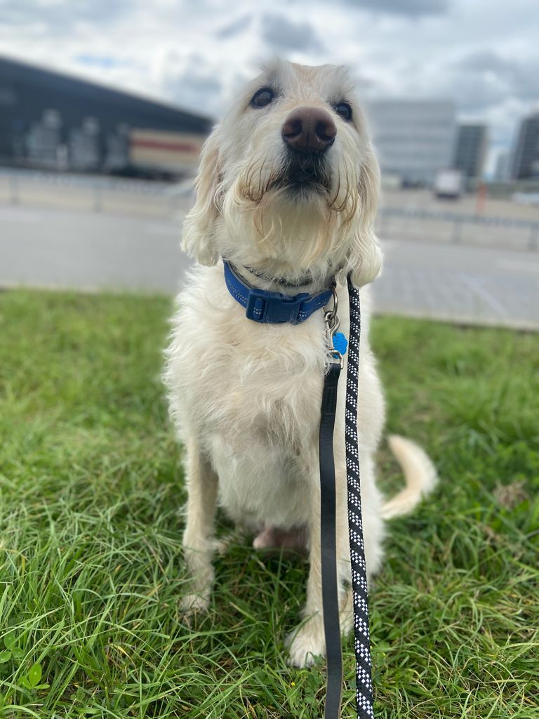 Labradoodle, Moving Animals Zurich Airport, Moving Animals Geneva Airport, animal transport, what to consider when importing a dog into Switzerland