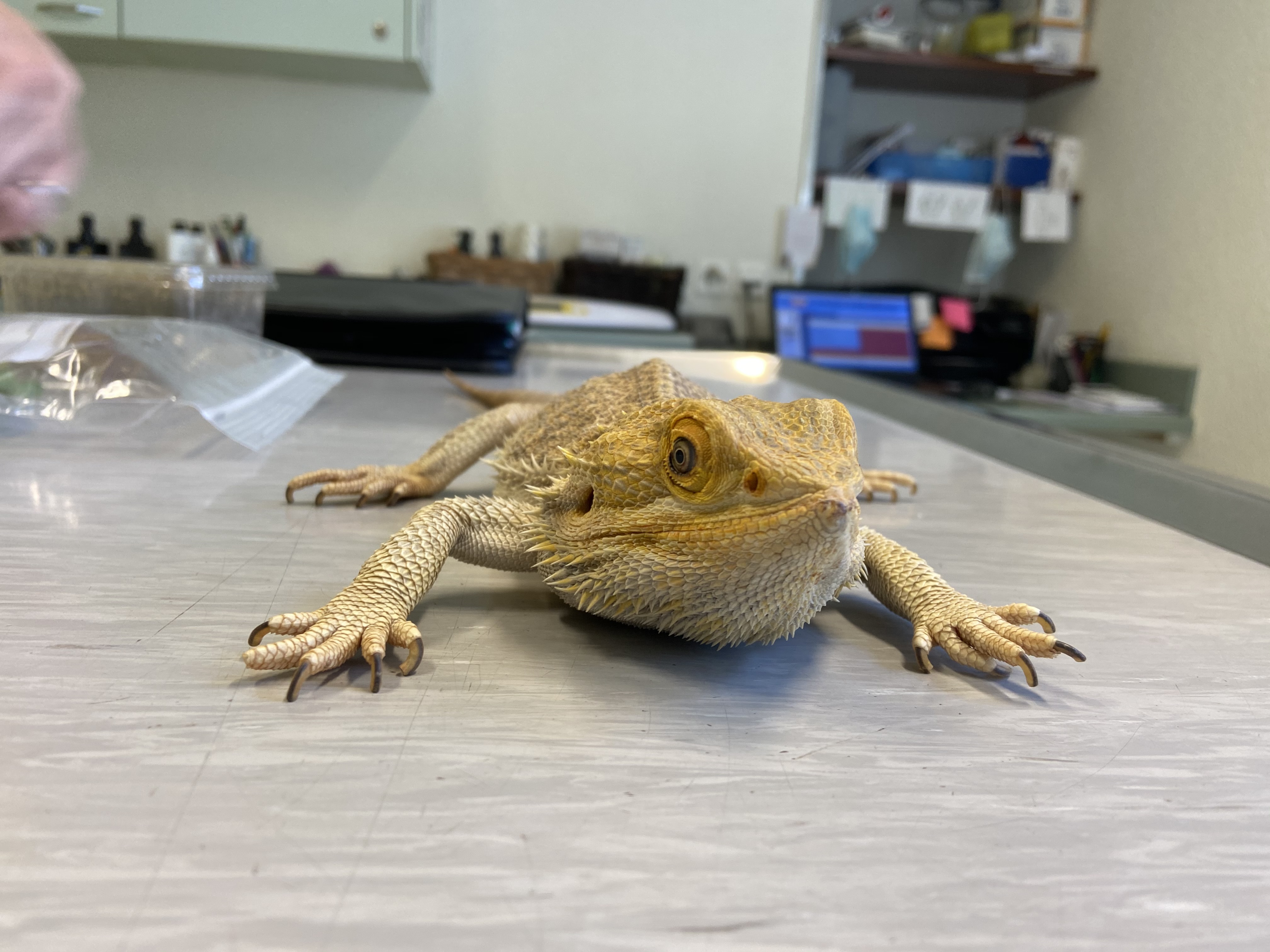 Skitter bearded dragon reptiles flying plane relocation homepets on board of aircrafts cargo temperature controlled animal travel