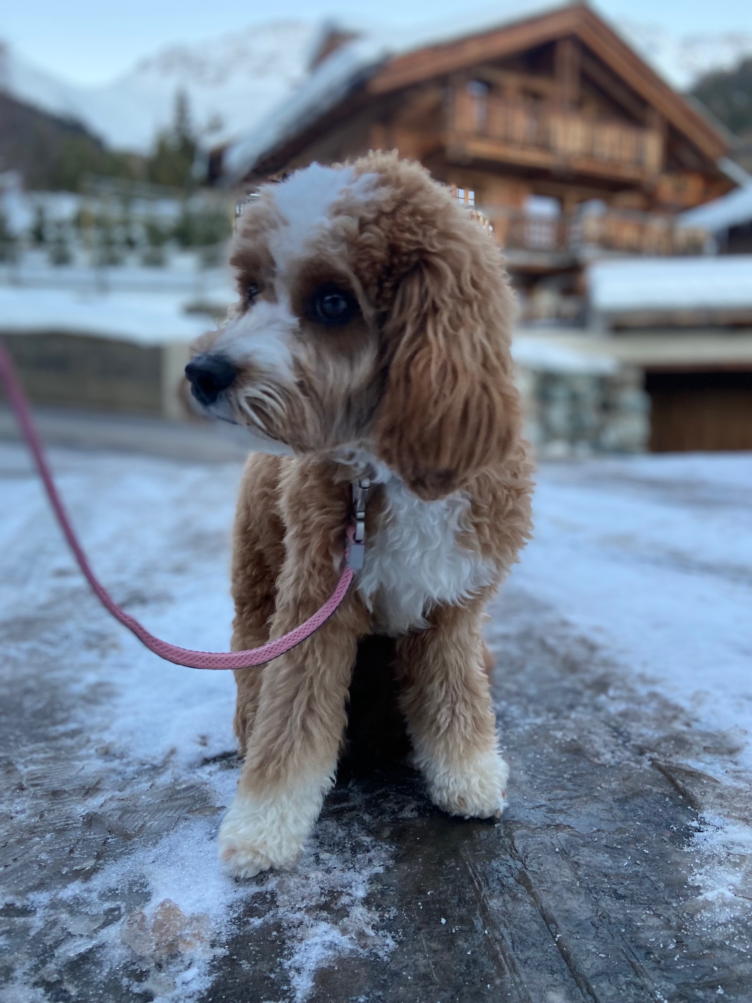 Cavapoo from New York to Verbier, traveling with dogs to Switzerland, import regulations for dogs in Switzerland, transport of dogs by plane