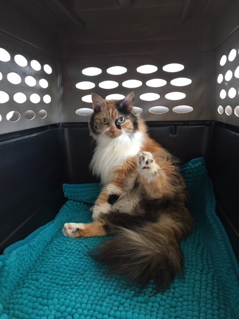 Cat upon arrival at Zurich-Airport Animal station ZRH AVI room facilities import border vet inspection customs clearance permit EU-health certificate non-commercial arrival Hong Kong Zurich HKG ZRH Switzerland