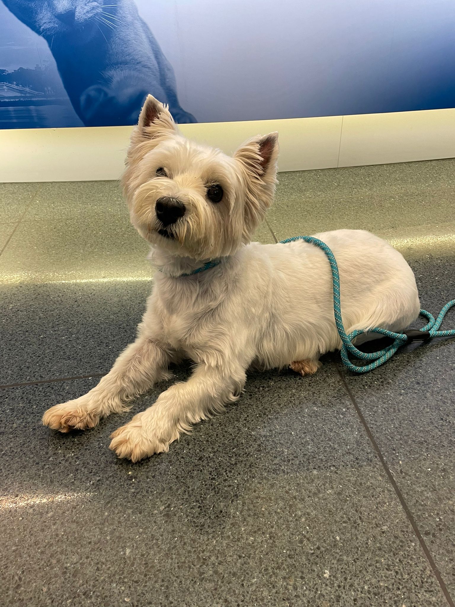 West Highland White Terrier. Moving Animals Flughafen Zürich, Moving Animals Flughafen Genf, Tier Spedition