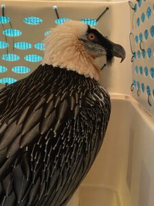 Bearded Vulture, from Zurich, Switzerland to Vienna, Austria