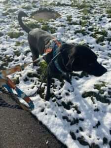 Black, Labrador Mix, from Sao Paulo, Brazil to Basel, Switzerland
