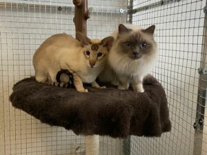 Ducati, Siamese and Caspian Bleu, Sacred Birman, from Los Angeles, CA, USA to Zurich, Switzerland