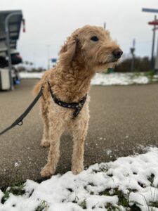 Ella, Goldendoodle, from Basel, Switzerland to Troy, MI, USA