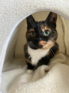 Fiona, from New York, NY, USA to Zurich, Switzerland