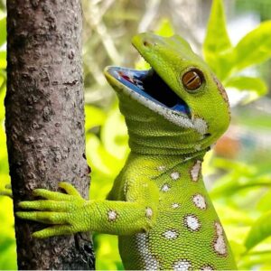 Geckos, Naultinus grayii, from Zurich Switzerland to Brussels, Belgium