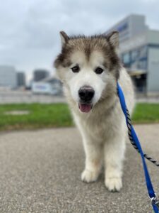 Hemingway, Alaskan Malamute, from Montreal, QC, Canada to Lugano, Switzerland