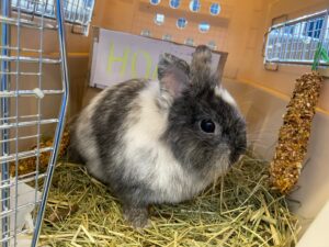 Honey, Dwarf Rabbit, from Zurich, Switzerland to Miami, FL, USA