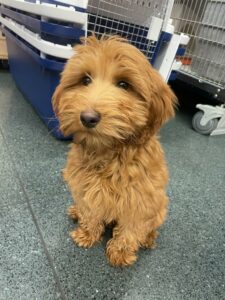 Jack, Labradoodle, 15 weeks old, from London, GB to Zurich, Switzerland